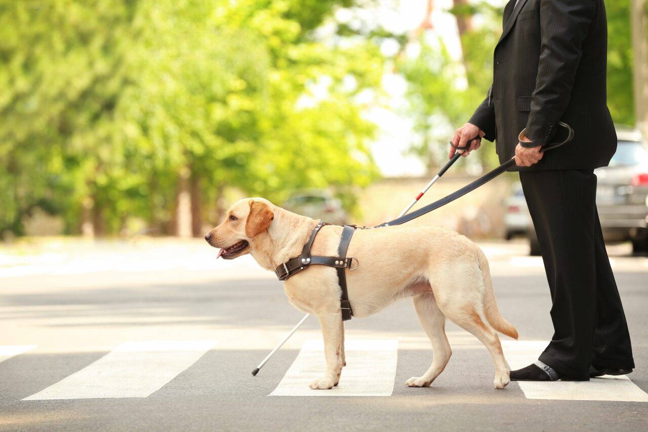 Guide Dog with Blind Business Man in Crosswalk